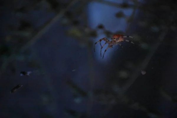 Spider Het Midden Van Zijn Eigen Web — Stockfoto