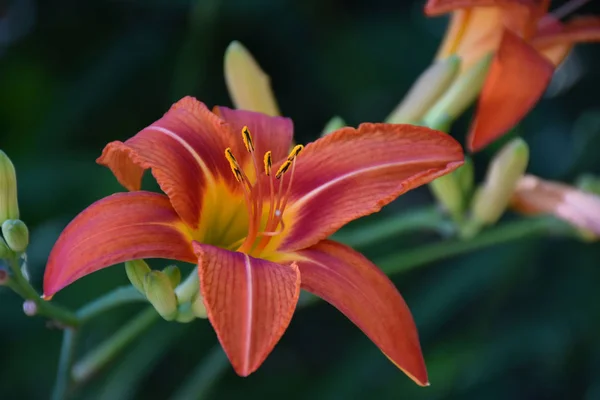 Bela Flor Lírio Perto — Fotografia de Stock