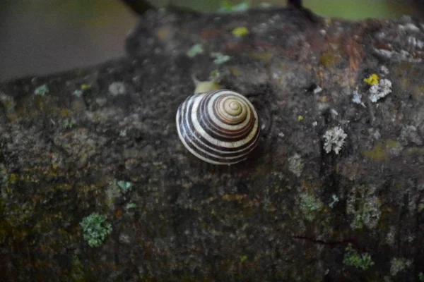 Caracol Árvore Close — Fotografia de Stock