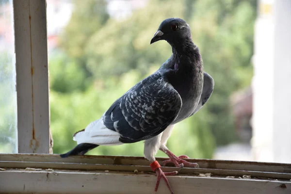 Duif Zit Het Venster — Stockfoto