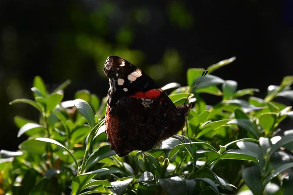 Hermosa Mariposa Cerca — Foto de Stock