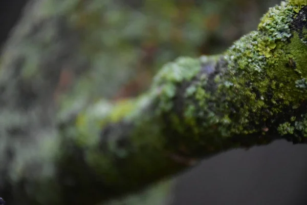 güzel arka plan doku yakın çekim 