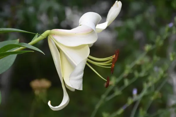 Çiçek Beyaz Zambak — Stok fotoğraf