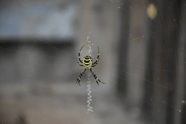 Spider Middle His Own Web — Stock Photo, Image