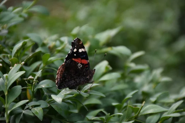 Mooie Vlinder Zittend Een Plant — Stockfoto