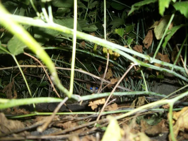Little Lonely Kitten Hiding Grass — Fotografia de Stock
