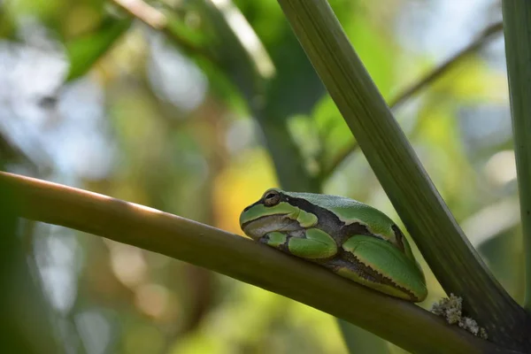 Πράσινο Βάτραχο Από Κοντά — Φωτογραφία Αρχείου