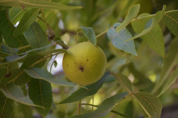 Green Fruit Walnut — Stock Photo, Image