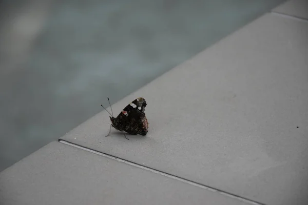 Красивая Бабочка Крупным Планом — стоковое фото