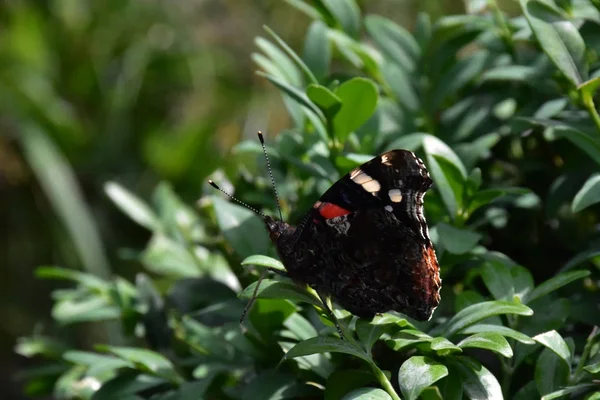 Borboleta Bonita Perto — Fotografia de Stock