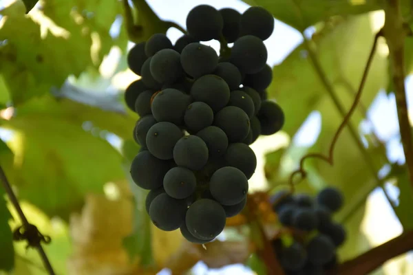 Winogrona Granatowe Bliska — Zdjęcie stockowe