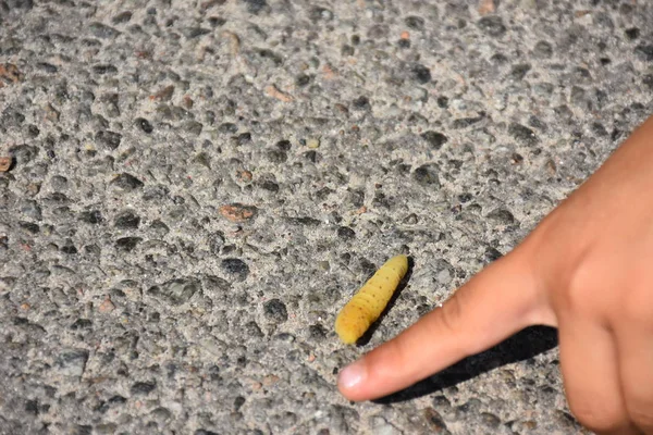 Closeup View Person Pointing Yellow Worm Asphalt Background — Stockfoto