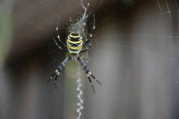 Αράχνη Στη Μέση Του Δικού Του Ιστού — Φωτογραφία Αρχείου
