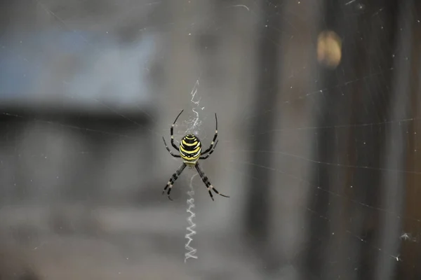Spindel Mitten Sin Egen Webb — Stockfoto