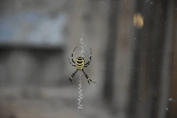 Aranha Meio Sua Própria Teia — Fotografia de Stock