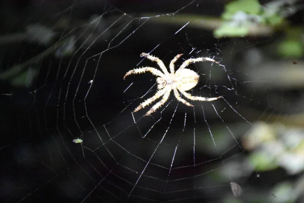 Araña Medio Propia Tela — Foto de Stock