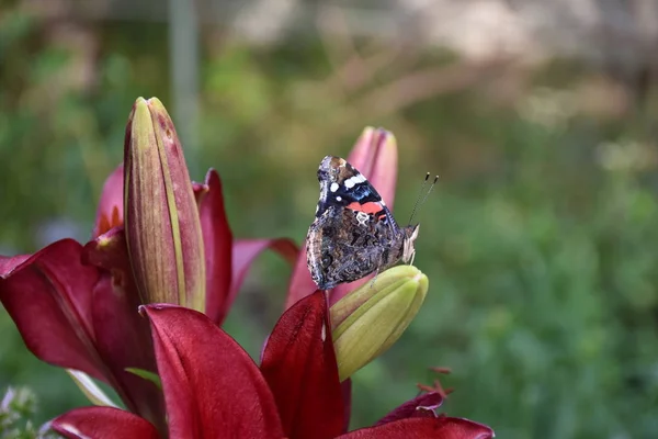 Mariposa Una Flor — Foto de Stock