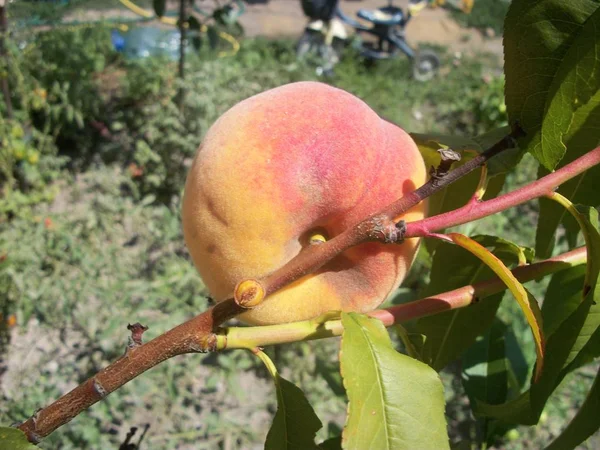 close up of growing peach fruit on tree branch in garden