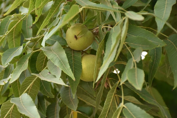 Green Fruit Walnut — Stock Photo, Image