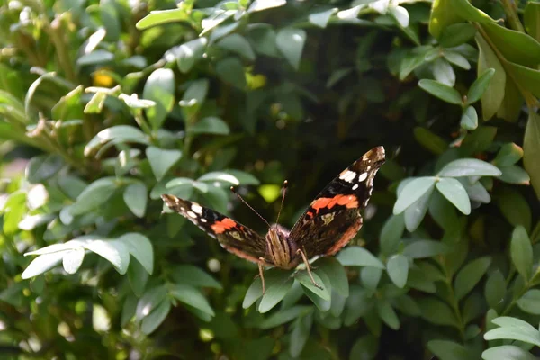 Prachtige Vlinder Close — Stockfoto