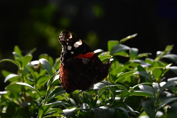 Krásný Motýl Zblízka — Stock fotografie