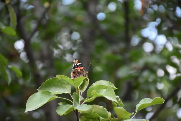 Schöner Schmetterling Sitzt Auf Einer Pflanze — Stockfoto