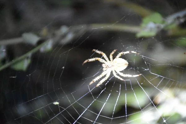 Aranha Meio Sua Própria Teia — Fotografia de Stock