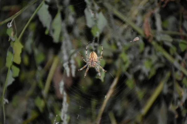 Spider Middle His Own Web — Stock Photo, Image