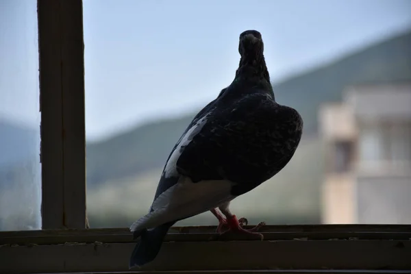 鸽子坐在窗口 — 图库照片