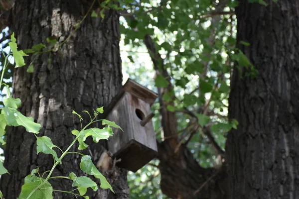 Pajarera Madera Para Pájaros Árbol —  Fotos de Stock