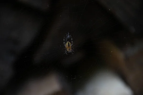 Spider Middle His Web — Stock Photo, Image