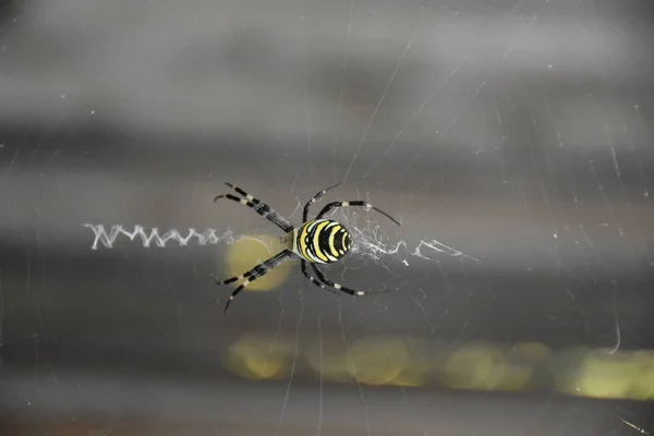 Spider Het Midden Van Zijn Eigen Web — Stockfoto