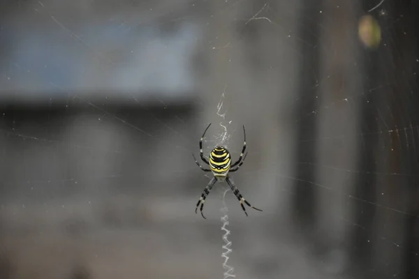 Aranha Meio Sua Própria Teia — Fotografia de Stock