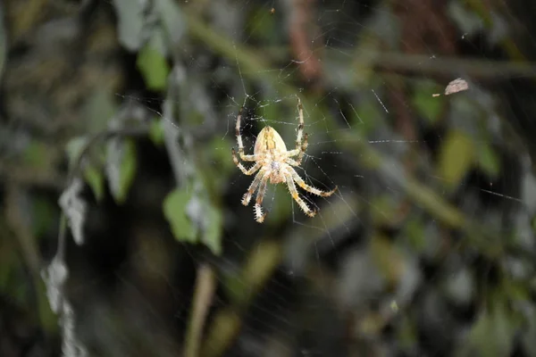 Aranha Meio Sua Própria Teia — Fotografia de Stock