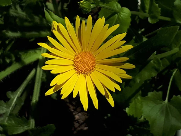 Vackra Blommor Bakgrunden Landskapet — Stockfoto