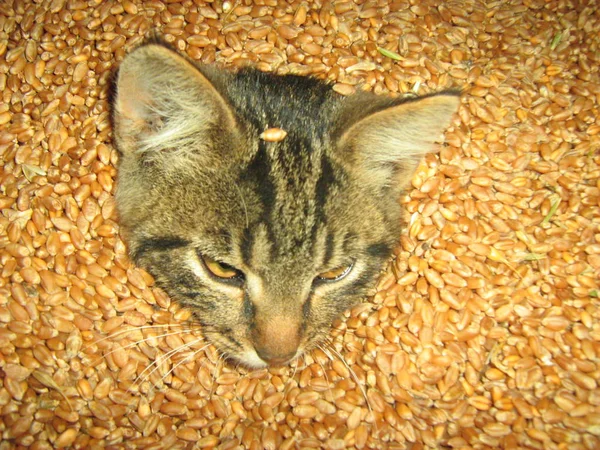 ดฉากของแมวท สวยงาม — ภาพถ่ายสต็อก