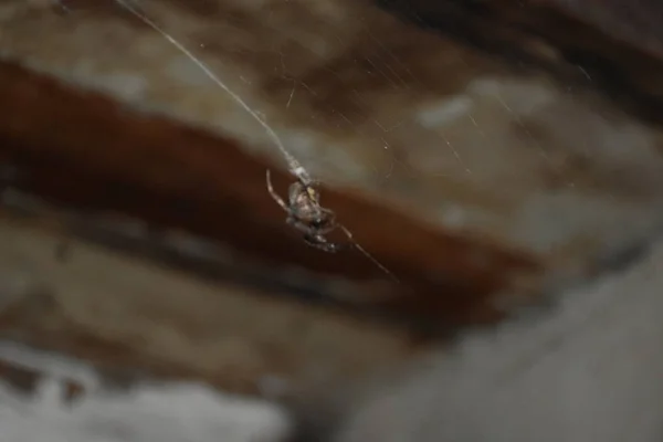 クモと網と昆虫は — ストック写真