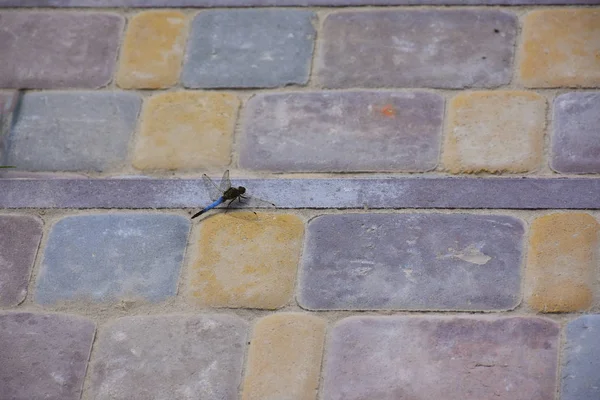 One Dragonfly Brick Floor Close — Zdjęcie stockowe