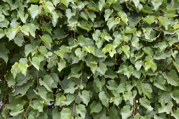 Schöner Grüner Hintergrund Und Gras Und Pflanzen — Stockfoto