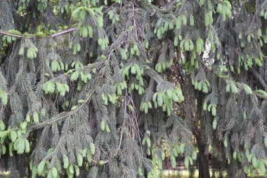güzel manzara ve yeşil bitkiler