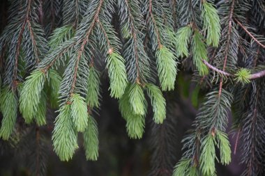 Köknar dallı Noel ağacı