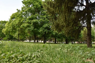 güzel manzara ve yeşil bitkiler