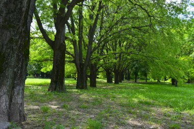 Bir sıra pamuk ağacı yankesiciler için davet edici bir yer oluşturuyor. Burada büyüyen bir sarmaşık var..