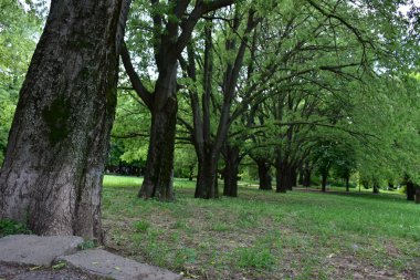 güzel manzara ve yeşil bitkiler