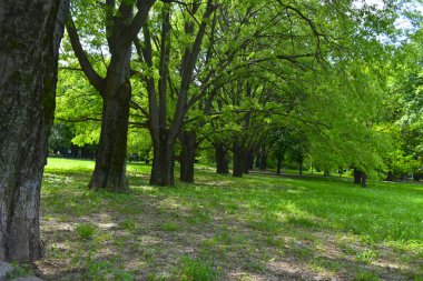 Ormanda toprak bir yol.