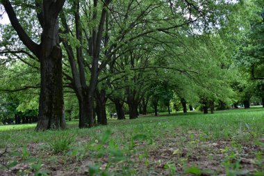 Ormanda güneş ışığı