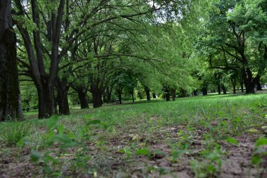 Şiddetli sislerin içinde sonbahar ağaçları yağmurdan sonra ıslak ormanlarda. 