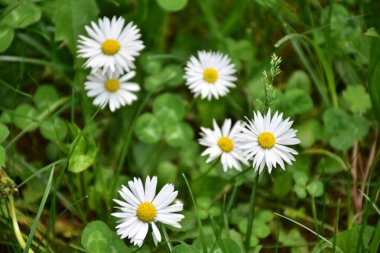 Çayırdaki çimlerin üzerinde papatya çelengi,
