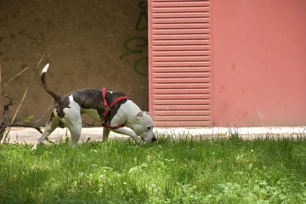 Hund Bajsar Gräset — Stockfoto