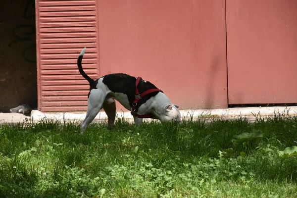 Köpek çimlere sıçıyor.